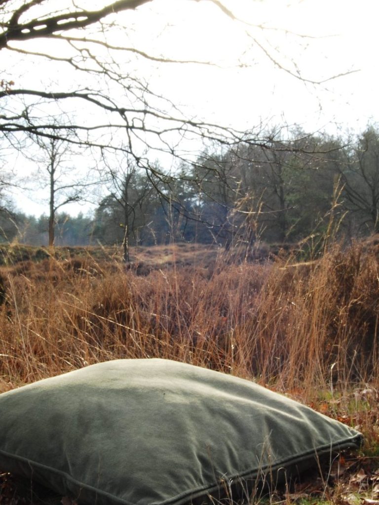 Een groen kussen ligt bij een boom in de duinen van een bosrijke omgeving.